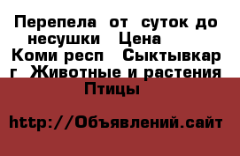 Перепела! от  суток до несушки › Цена ­ 40 - Коми респ., Сыктывкар г. Животные и растения » Птицы   